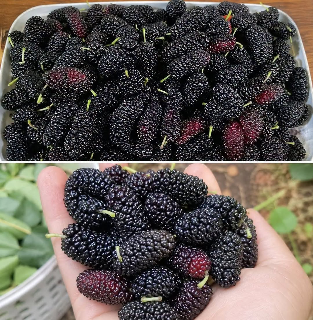 Avez-vous déjà goûté ce fruit ? Savez-vous comment il s'appelle ? Ce fruit de saison améliore la vision et régule la tension artérielle, mais il doit être consommé d'une certaine façon... lisez la suite dans le premier commentaire