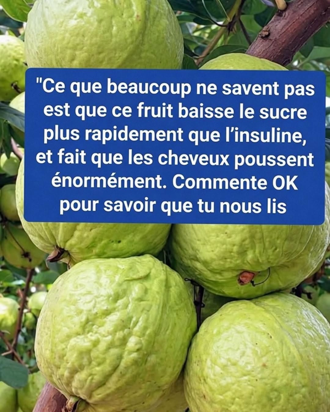 🍈✨ Goyave : Le Fruit Tropical Qui Attire l'Attention pour l'Équilibre de la Glycémie et le Bien-Être