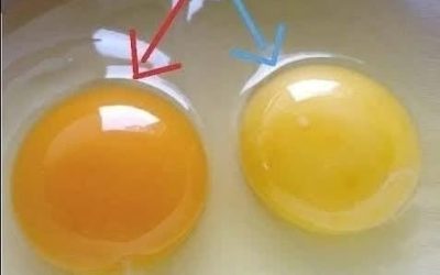 Comment reconnaître les œufs d'une poule en bonne santé ?  VOIR LES PREMIERS COMMENTAIRES