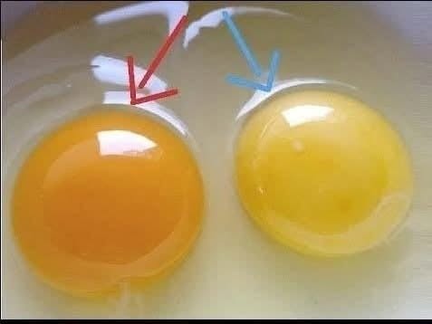 Comment reconnaître les œufs d'une poule en bonne santé ?  VOIR LES PREMIERS COMMENTAIRES