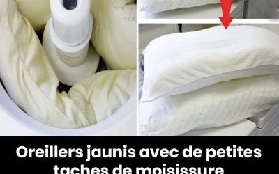 Conseils pour nettoyer les oreillers jaunis présentant de petites taches de moisissure