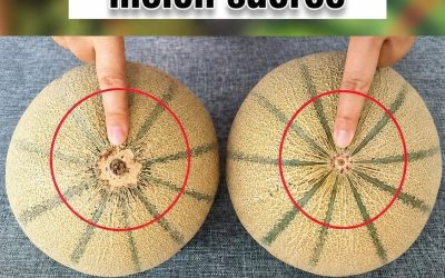 Fini les melons s'efface ! Voici le petit détail à vérifier pour choisir le melon le plus sucré du marché.