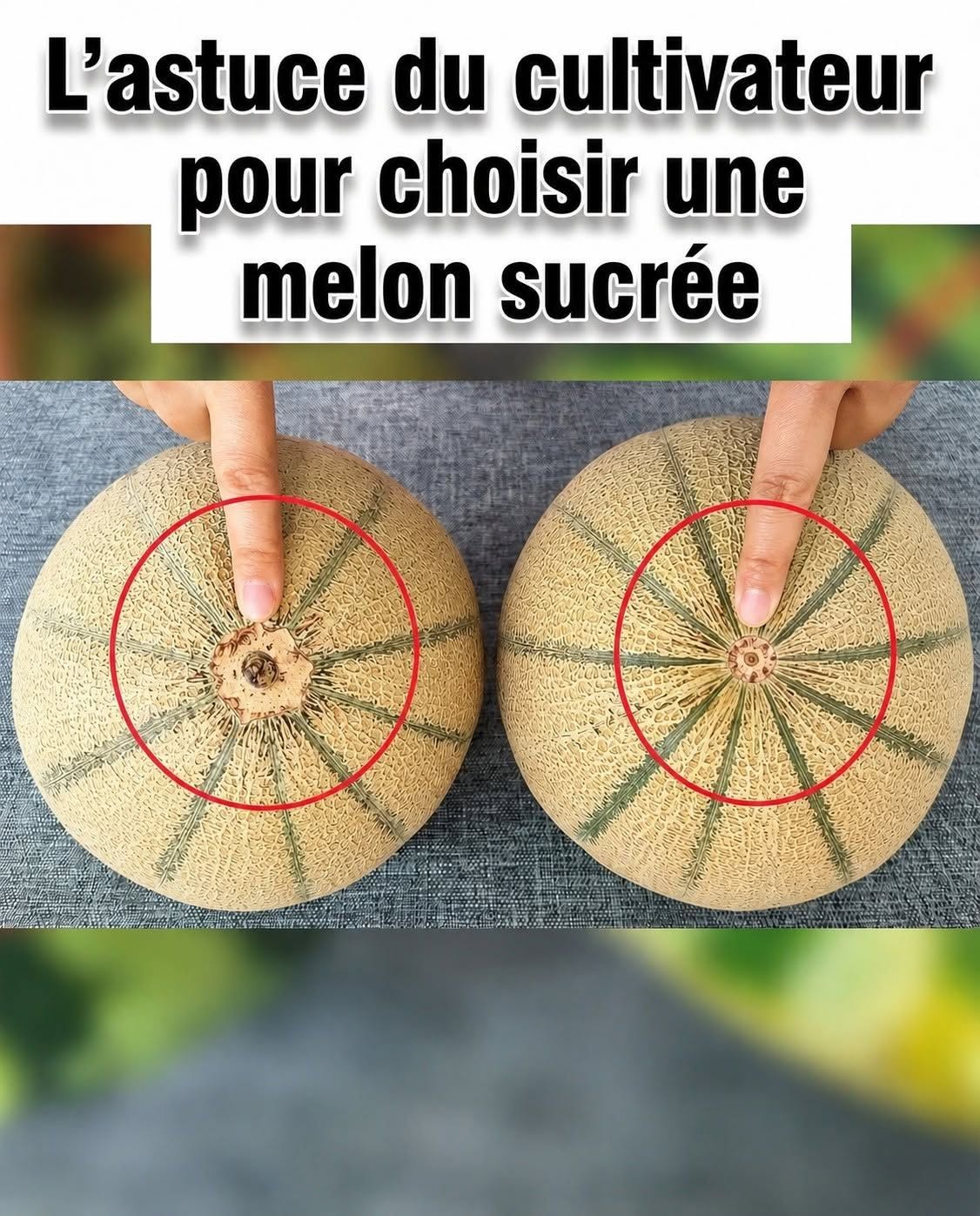 Fini les melons s'efface ! Voici le petit détail à vérifier pour choisir le melon le plus sucré du marché.