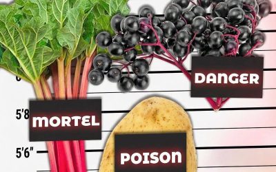 5 aliments qui peuvent vous tuer (mais vous l'ignorez)