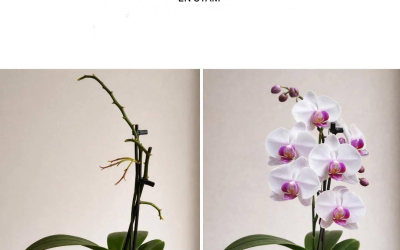Comment multiplier les orchidées pour ne plus avoir à les acheter