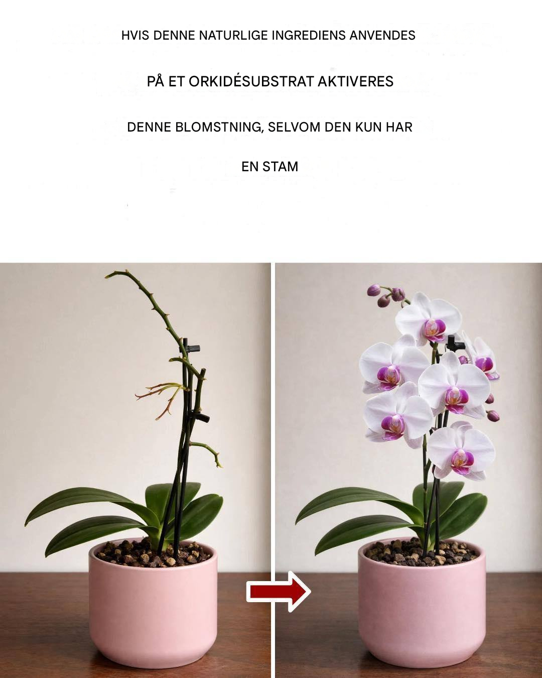 Comment multiplier les orchidées pour ne plus avoir à les acheter