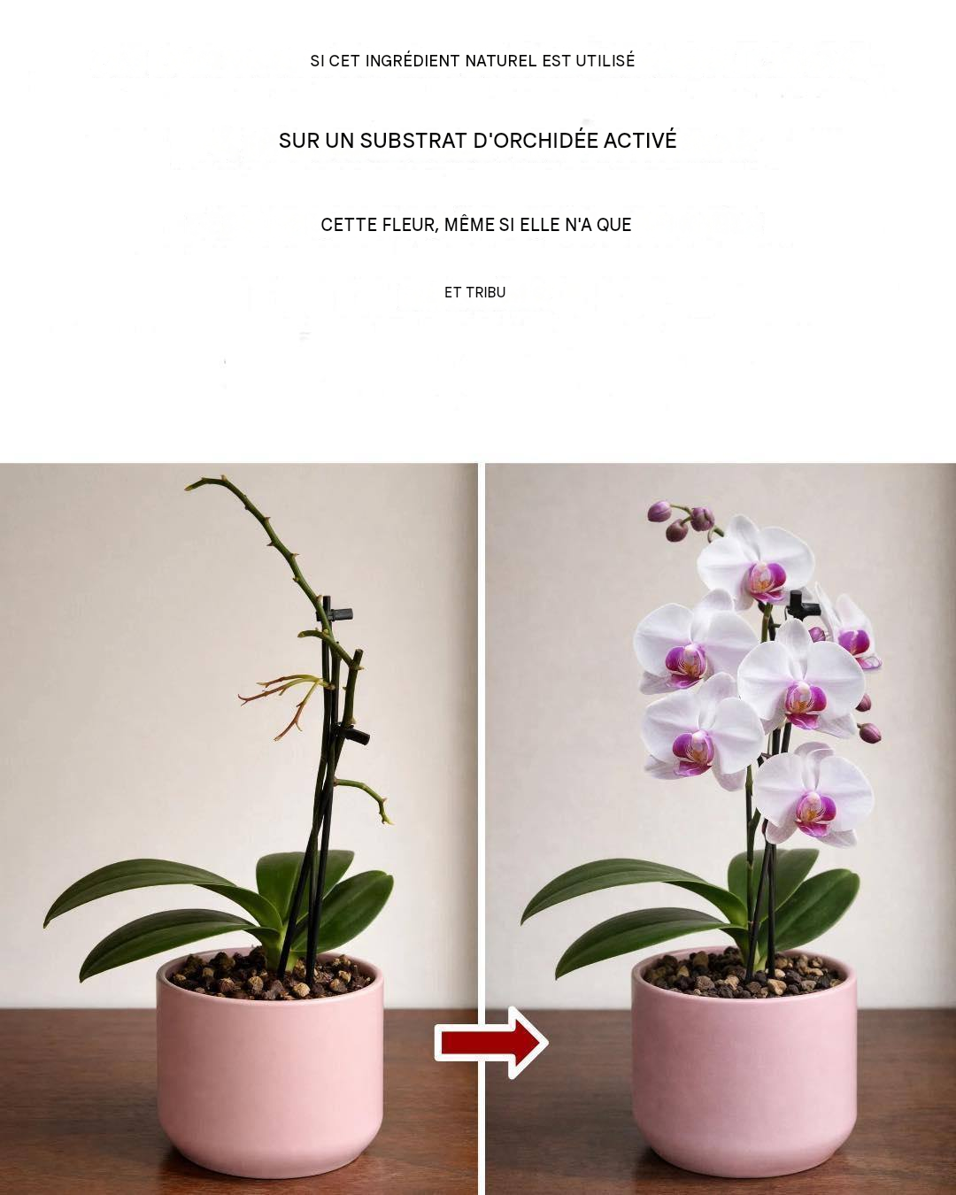 Comment multiplier les orchidées pour ne plus avoir à les acheter